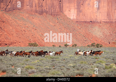 Navajo Cowboy mit Mustangs, Utah, USA Stockfoto