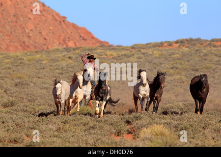 Navajo Cowboy reitet auf einem Mustang fahren eine Herde von Mustangs, Utah, USA Stockfoto