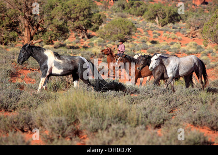 Navajo Cowboy mit Mustangs, Utah, USA Stockfoto