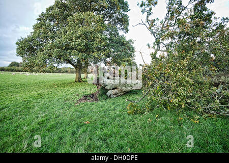 in der Nähe von Launceston, Vereinigtes Königreich. 28. Oktober 2013. Einer alten Eiche in der Nähe von Launceston an der Grenze Devon/Cornwall während der St.-Jude-Storm die südlichen Vereinigten Königreich am Abend des 27. fegte herabgebracht Okt/Morgen des 28. Okt. Credit: Chris Robbins/Alamy Live News Stockfoto