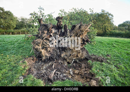 in der Nähe von Launceston, Vereinigtes Königreich. 28. Oktober 2013. Einer alten Eiche brachte an der Grenze Devon/Cornwall während der St. Jude Storm die südlichen Großbritannien am Abend des 27. fegte Okt/Morgen des 28. Oktober Credit: Chris Robbins/Alamy Live News Stockfoto