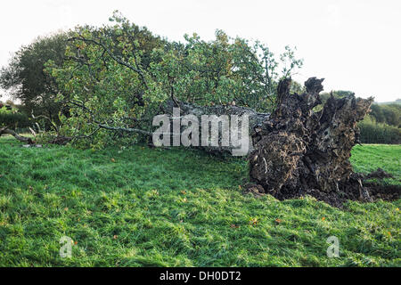 in der Nähe von Launceston, Vereinigtes Königreich. 28. Oktober 2013. Einer alten Eiche brachte an der Grenze Devon/Cornwall während der St. Jude Storm die südlichen Großbritannien am Abend des 27. fegte Okt/Morgen des 28. Oktober Credit: Chris Robbins/Alamy Live News Stockfoto