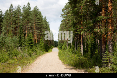 Leere Holzfällerstraße im Wald, Finnland Stockfoto