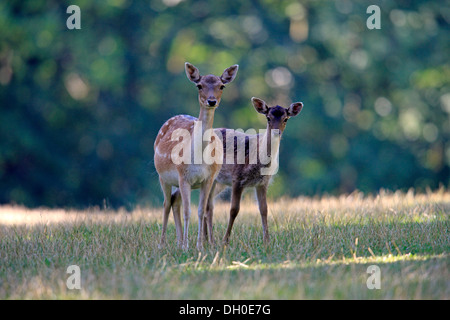 Damhirsch (Cervus Dama), Doe mit ein Rehkitz gefangen, Wildpark Silz Silz - Pfalz, Rheinland-Pfalz, Deutschland Stockfoto