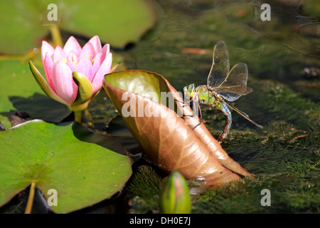 Kaiser-Libelle oder blaue Kaiser (Anax Imperator), weibliche Eiablage in einer Wasserpflanze, Ellerstadt, Rheinland-Pfalz Stockfoto