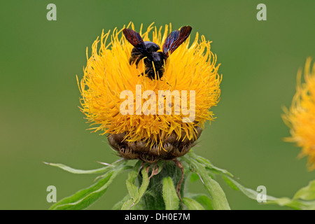 Große violette Holzbiene (Xylocopa Violacea) sitzt auf einer gelben Blume, Ellerstadt, Rheinland-Pfalz, Deutschland Stockfoto