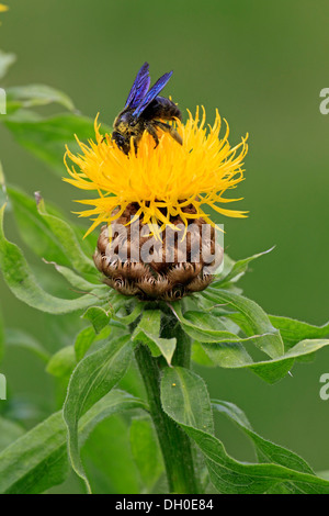 Große violette Holzbiene (Xylocopa Violacea) sitzt auf einer gelben Blume, Ellerstadt, Rheinland-Pfalz, Deutschland Stockfoto