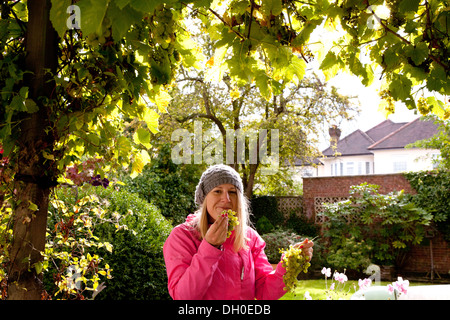 Eine Frau, die Ernte der Trauben von einer Rebe in einem englischen Garten Stockfoto