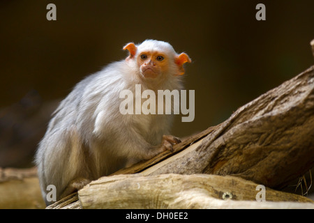 Silbrig Marmoset (Callithrix Argentata, Mico Argentatus), Erwachsener, in Gefangenschaft, Krefeld, Nordrhein-Westfalen, Deutschland Stockfoto