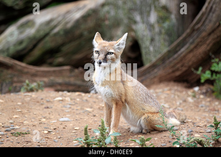 Corsac Fox (Vulpes Corsac), Erwachsene, aus Asien, Gefangenschaft, Heidelberg, Baden-Württemberg, Deutschland Stockfoto