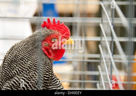 Höhenplan des verjährt Plymouth Rock Hahn auf einer Viehmesse. Stockfoto