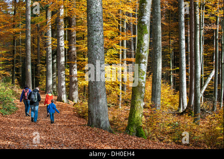 Familie mit Kindern zu Fuß auf Weg in Laub-Wald mit Buche Bäume Laub in Herbstfärbung zeigen Stockfoto