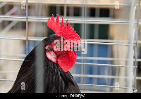 Einen einzigen Kamm Barnyard Hahn starrt durch die Gitterstäbe seinen Käfig auf einer Viehmesse. Stockfoto