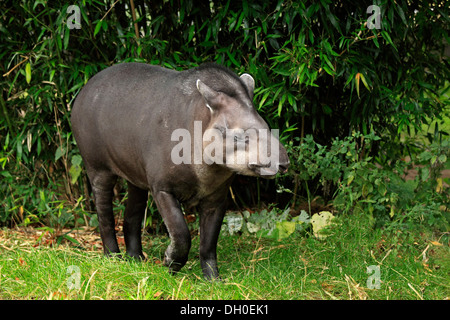 South American Tapir (Tapirus Terrestris) Erwachsenen, stehend, Gefangenschaft, Arnheim, Gelderland, Niederlande Stockfoto