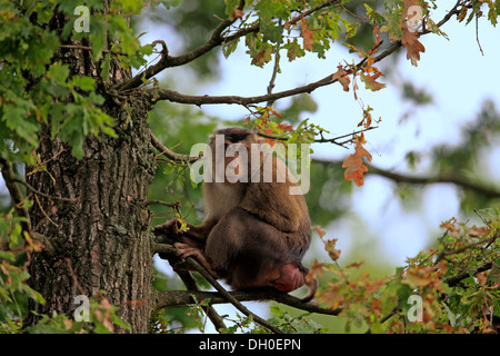 Südlichen Schwein-tailed Macaque (Macaca Nemestrina), sitzt auf einem Zweig, Weiblich, in Gefangenschaft, Arnheim, Gelderland, Niederlande Stockfoto