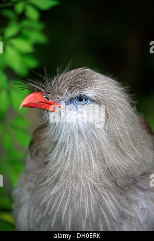 Rotbeinige Seriema oder Crested Cariama (Cariama Cristata), Erwachsene, Porträt, heimisch in Südamerika, in Gefangenschaft, Apeldoorn Stockfoto