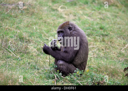 Flachlandgorilla (Gorilla Gorilla Gorilla), erwachsenes Weibchen, Essen, Gefangenschaft, Apenheul Primate Park, Apeldoorn, Gelderland Stockfoto