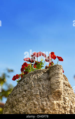 hellen Kapuzinerkresse Blüten in einer steinernen vase Stockfoto