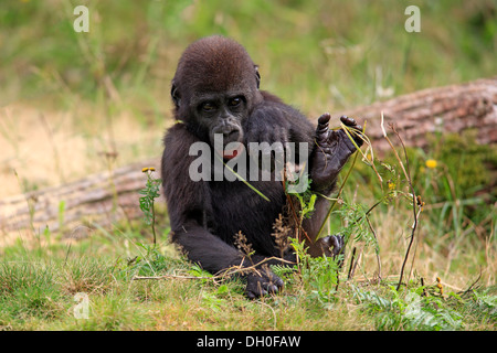 Flachlandgorilla (Gorilla Gorilla Gorilla), Kleinkind, ursprünglich aus Afrika, Gefangenschaft, Apeldoorn, Gelderland, Niederlande Stockfoto