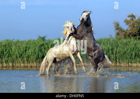 Camargue-Pferde (Equus Ferus Caballus), zwei Hengste kämpfen im Wasser, Saintes-Maries-de-la-Mer, Département Stockfoto