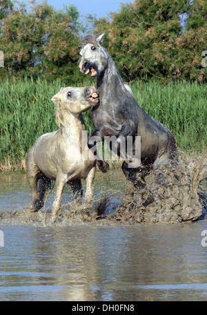 Camargue-Pferde (Equus Ferus Caballus), zwei Hengste kämpfen im Wasser, Saintes-Maries-de-la-Mer, Département Stockfoto