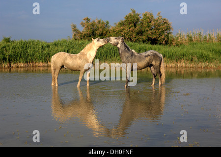 Camargue-Pferde (Equus Ferus Caballus), zwei Hengste stehen im Wasser, Saintes-Maries-de-la-Mer, Département Stockfoto