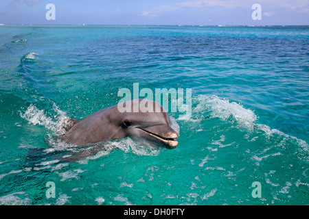 Gemeinsame große Tümmler (Tursiops Truncatus), Gefangenschaft, Roatán, Bay Islands Department, Honduras Stockfoto