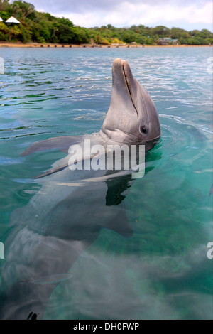 Gemeinsame große Tümmler (Tursiops Truncatus), Gefangenschaft, Roatán, Bay Islands Department, Honduras Stockfoto