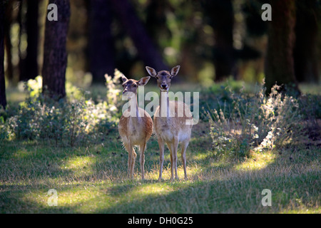 Damhirsch (Dama Dama), Gefangenschaft, zwei tut, Hessen, Deutschland Stockfoto