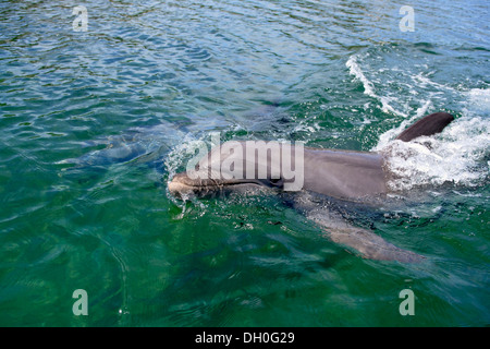 Gemeinsame große Tümmler (Tursiops Truncatus), Gefangenschaft, Roatán, Bay Islands Department, Honduras Stockfoto