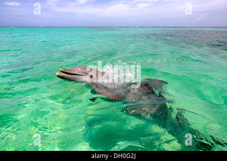 Gemeinsame große Tümmler (Tursiops Truncatus), Gefangenschaft, Roatán, Bay Islands Department, Honduras Stockfoto