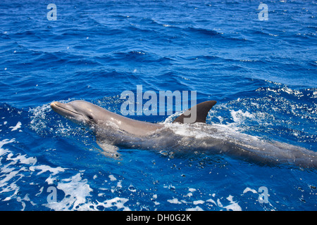 Gemeinsame große Tümmler (Tursiops Truncatus), Gefangenschaft, Roatán, Bay Islands Department, Honduras Stockfoto