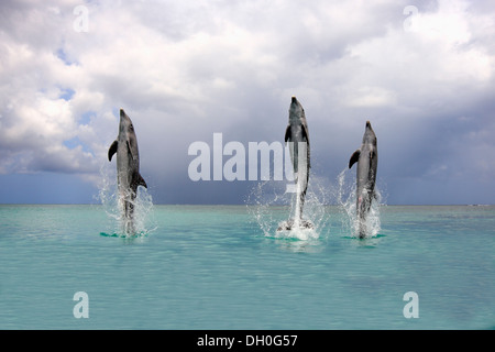 Drei gemeinsame Tümmler (Tursiops Truncatus), springenden, Gefangenschaft, Roatán, Bay Islands Department, Honduras Stockfoto