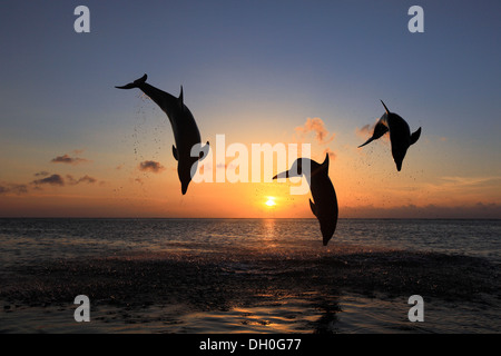 Der Große Tümmler (Tursiops Truncatus), drei Delphine springen aus dem Wasser bei Sonnenuntergang, Gefangenschaft, Honduras Stockfoto