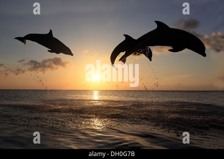 Der Große Tümmler (Tursiops Truncatus), drei Delphine springen aus dem Wasser bei Sonnenuntergang, Gefangenschaft, Honduras Stockfoto