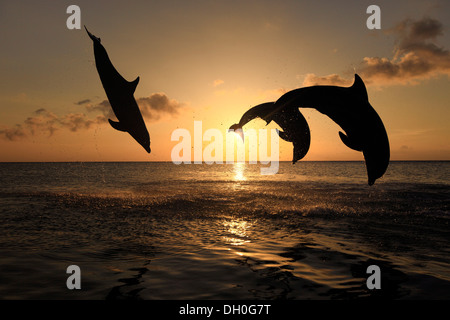 Der Große Tümmler (Tursiops Truncatus), drei Delphine springen aus dem Wasser bei Sonnenuntergang, Gefangenschaft, Honduras Stockfoto