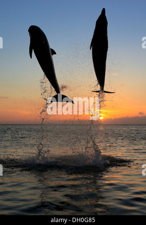 Der Große Tümmler (Tursiops Truncatus), zwei Delphine springen aus dem Wasser bei Sonnenuntergang, Gefangenschaft, Honduras Stockfoto