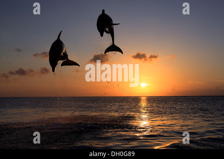Der Große Tümmler (Tursiops Truncatus), zwei Delphine springen aus dem Wasser bei Sonnenuntergang, Gefangenschaft, Honduras Stockfoto