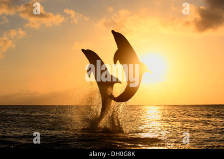 Der Große Tümmler (Tursiops Truncatus), zwei Delphine springen aus dem Wasser bei Sonnenuntergang, Gefangenschaft, Honduras Stockfoto