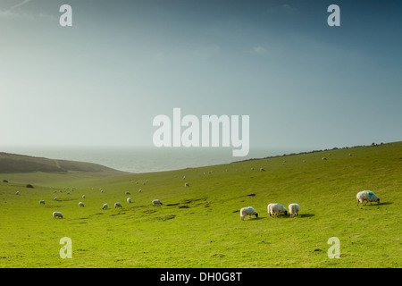 Schafe weiden auf den Klippen von sieben Schwestern, East Sussex, England. Stockfoto