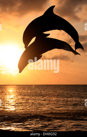 Der Große Tümmler (Tursiops Truncatus), zwei Delphine springen aus dem Wasser bei Sonnenuntergang, Gefangenschaft, Honduras Stockfoto