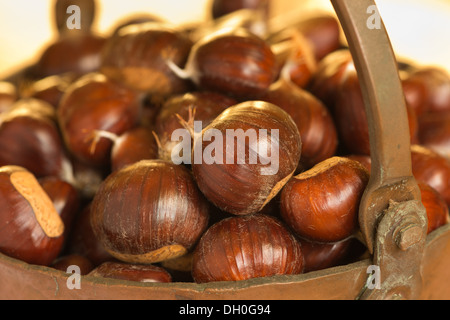 Kupfer behandelt Schüssel voll mit gesammelten Kastanien Früchte bereit, im Herbst gegessen zu werden Stockfoto
