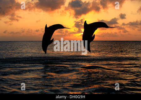 Der Große Tümmler (Tursiops Truncatus), zwei Delphine springen aus dem Wasser bei Sonnenuntergang, Gefangenschaft, Honduras Stockfoto