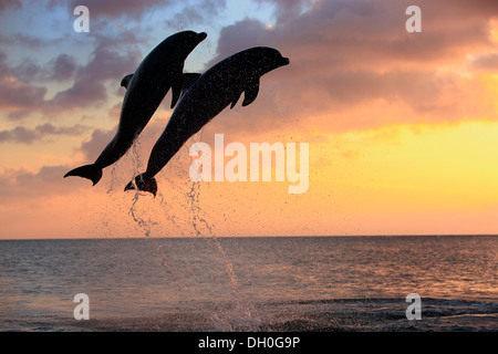 Der Große Tümmler (Tursiops Truncatus), zwei Delphine springen aus dem Wasser in der Abenddämmerung, Gefangenschaft, Honduras Stockfoto