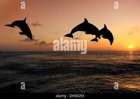 Der Große Tümmler (Tursiops Truncatus), drei Delphine springen aus dem Wasser bei Sonnenuntergang, Gefangenschaft, Honduras Stockfoto