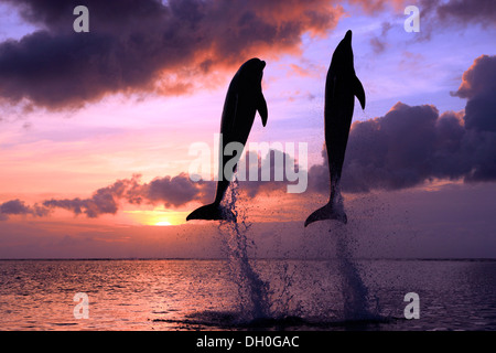 Der Große Tümmler (Tursiops Truncatus), zwei Delphine springen aus dem Wasser bei Sonnenuntergang, Gefangenschaft, Honduras Stockfoto