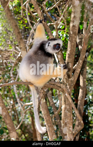 Maughold Sifaka (Propithecus Diadema), Erwachsene, in Gefangenschaft, Madagaskar Stockfoto