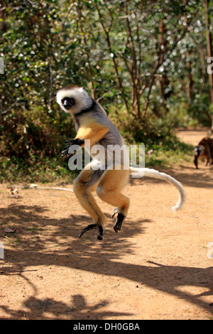 Matrizengeformte Sifaka (Propithecus Diadema), springen, in Gefangenschaft, Madagaskar Stockfoto
