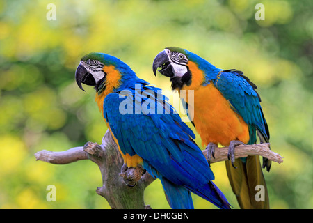 Blau-gelbe Aras (Ara Ararauna), thront stammt aus Südamerika, Gefangenschaft, paar auf einem Aussichtspunkt Ast Stockfoto