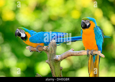 Blau-gelbe Aras (Ara Ararauna), thront stammt aus Südamerika, Gefangenschaft, paar auf einem Aussichtspunkt Ast Stockfoto